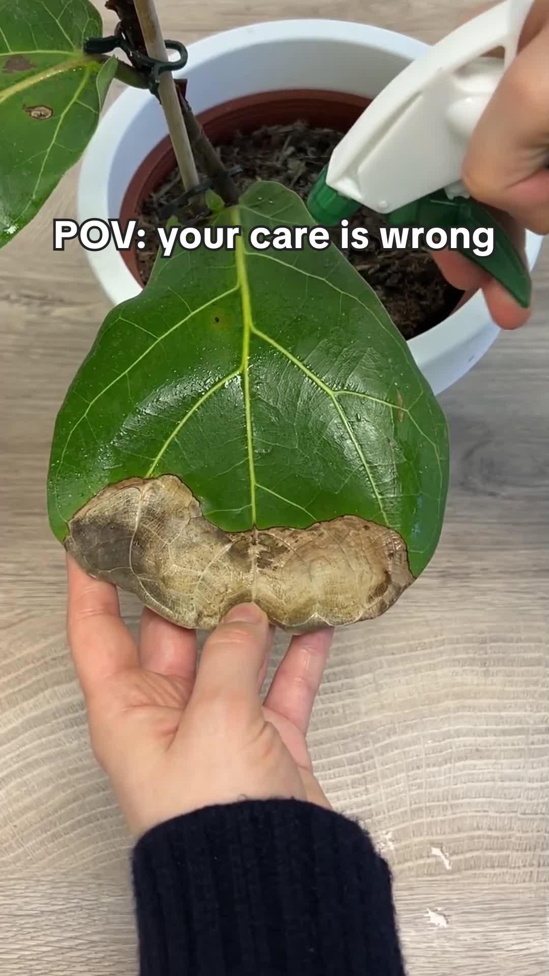 Get useful plant care tips for free!