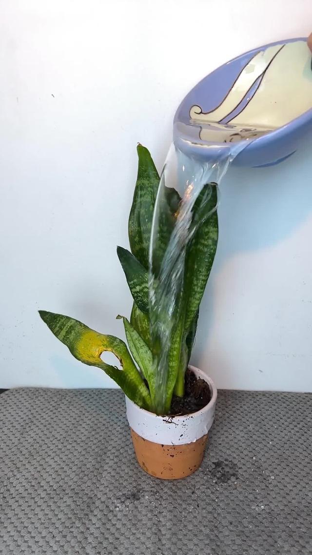 How to grow anything you want at home? PlantIn knows the answer. Download for free now!