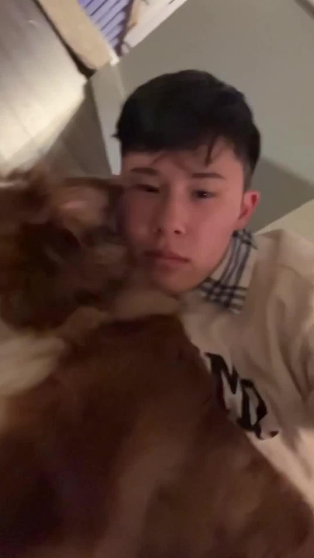 Elevate Your Pup's Skills with Woofz!