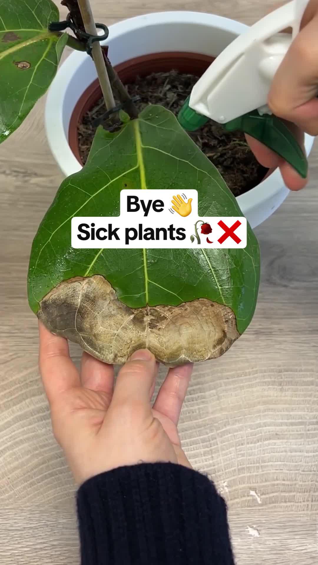 Need tips for reviving a dying plant?