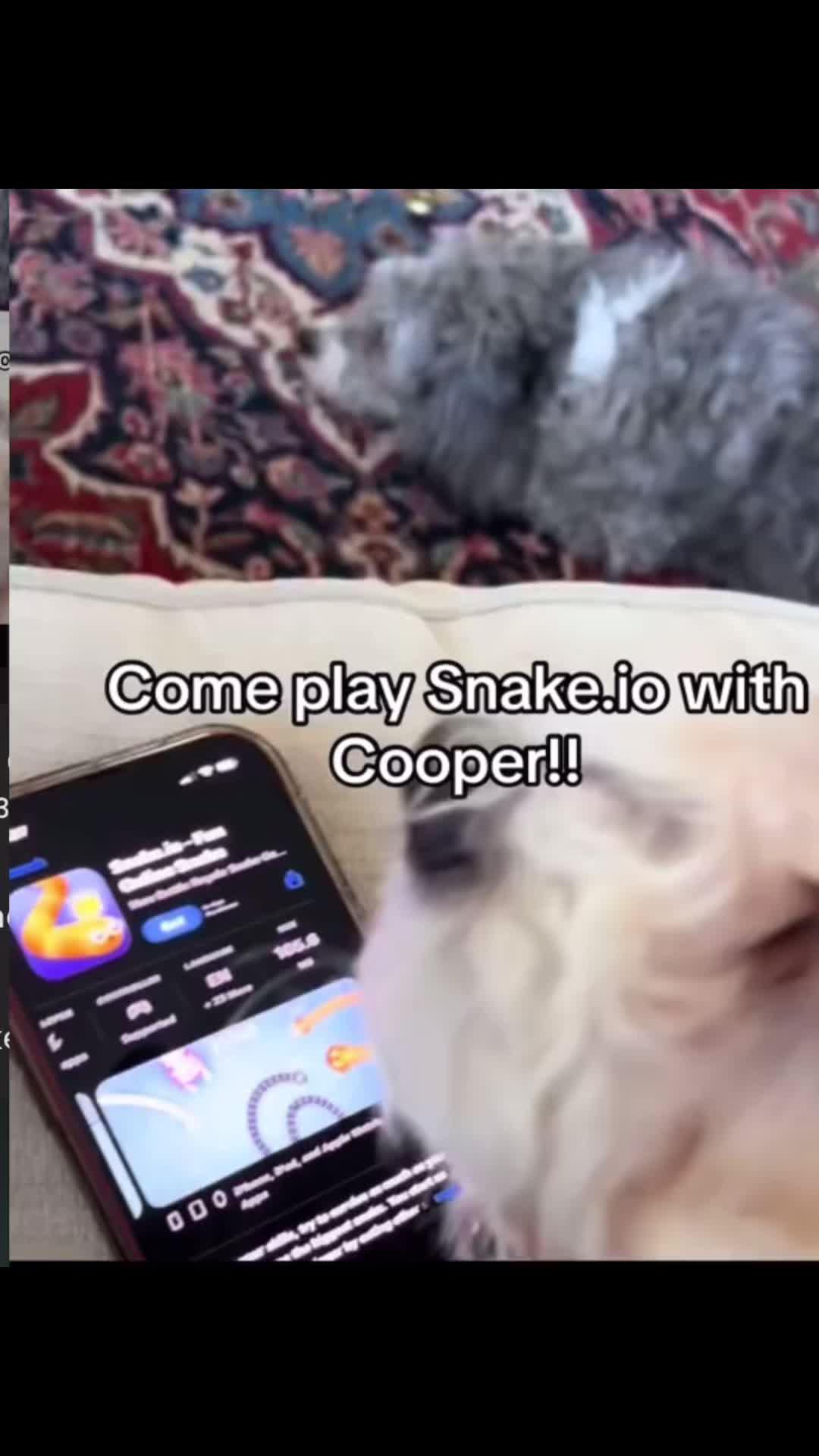 #fallguysXsnakeIO #SnakeIO #snakeIOchallenge #dogsoftiktok #cleothemaltese