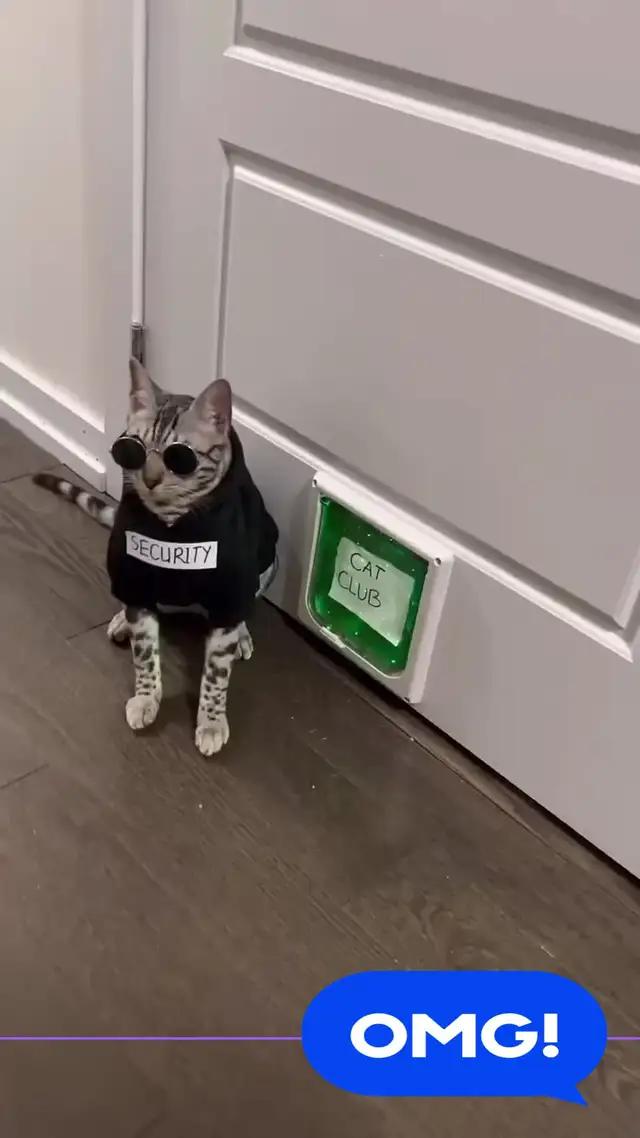 Join the party, rule the night