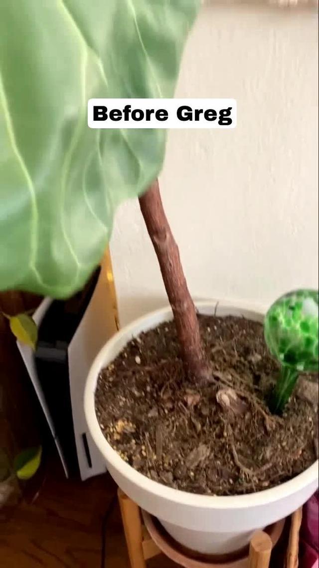 ID your plants & help them thrive with Greg, the smart plant care app.