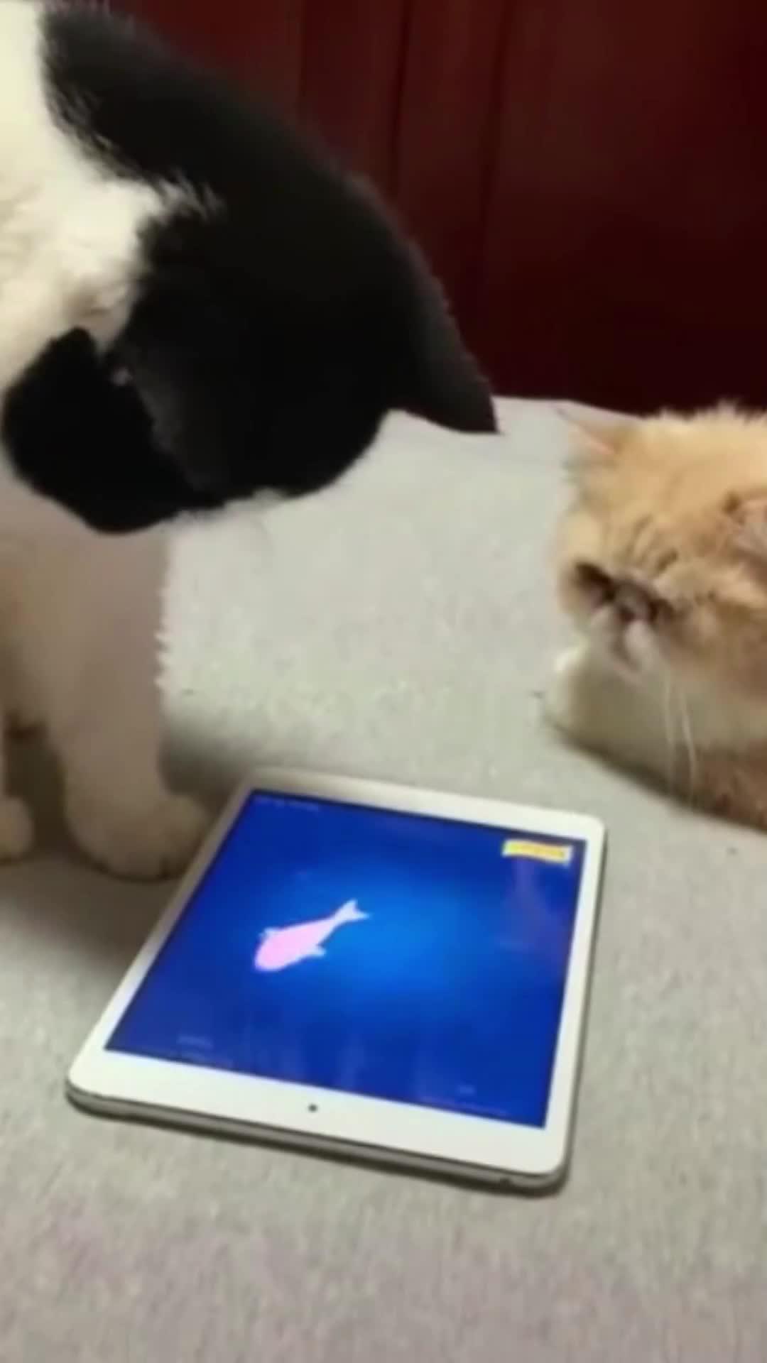 Ready to set sail? Book your dream cruise now!