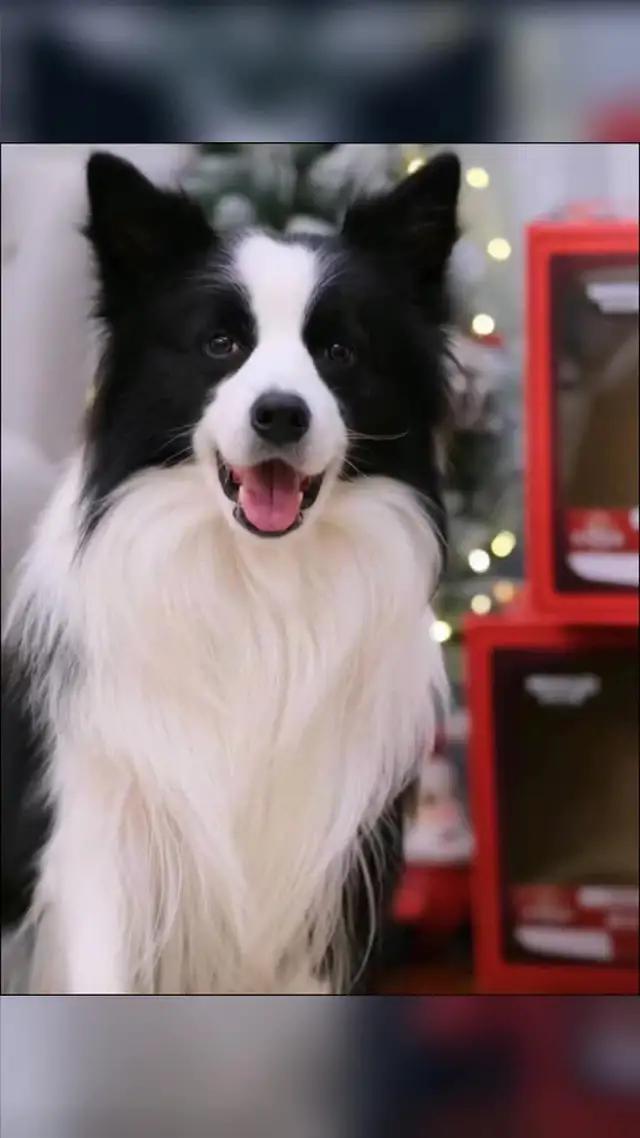 私のペットが人なら..AIマンガの顔、フェイスプレイで変身！