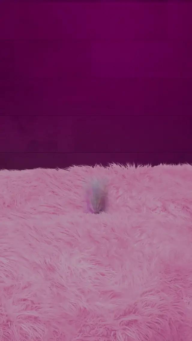 Hương vị mới từ Whiskas®  cho bé mèo con của bạn.