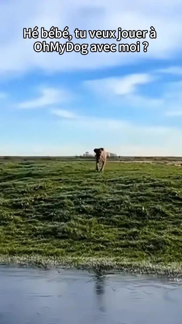 Menez vos chiens pour sauver le monde