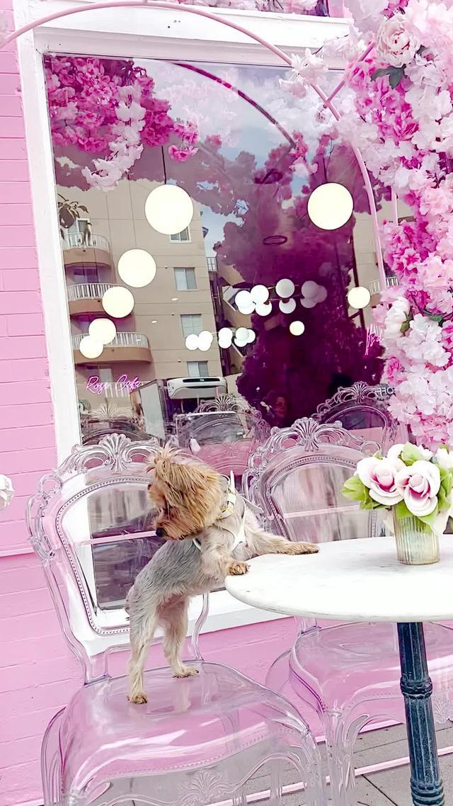 Share pawsome moments on Reels. Join today.