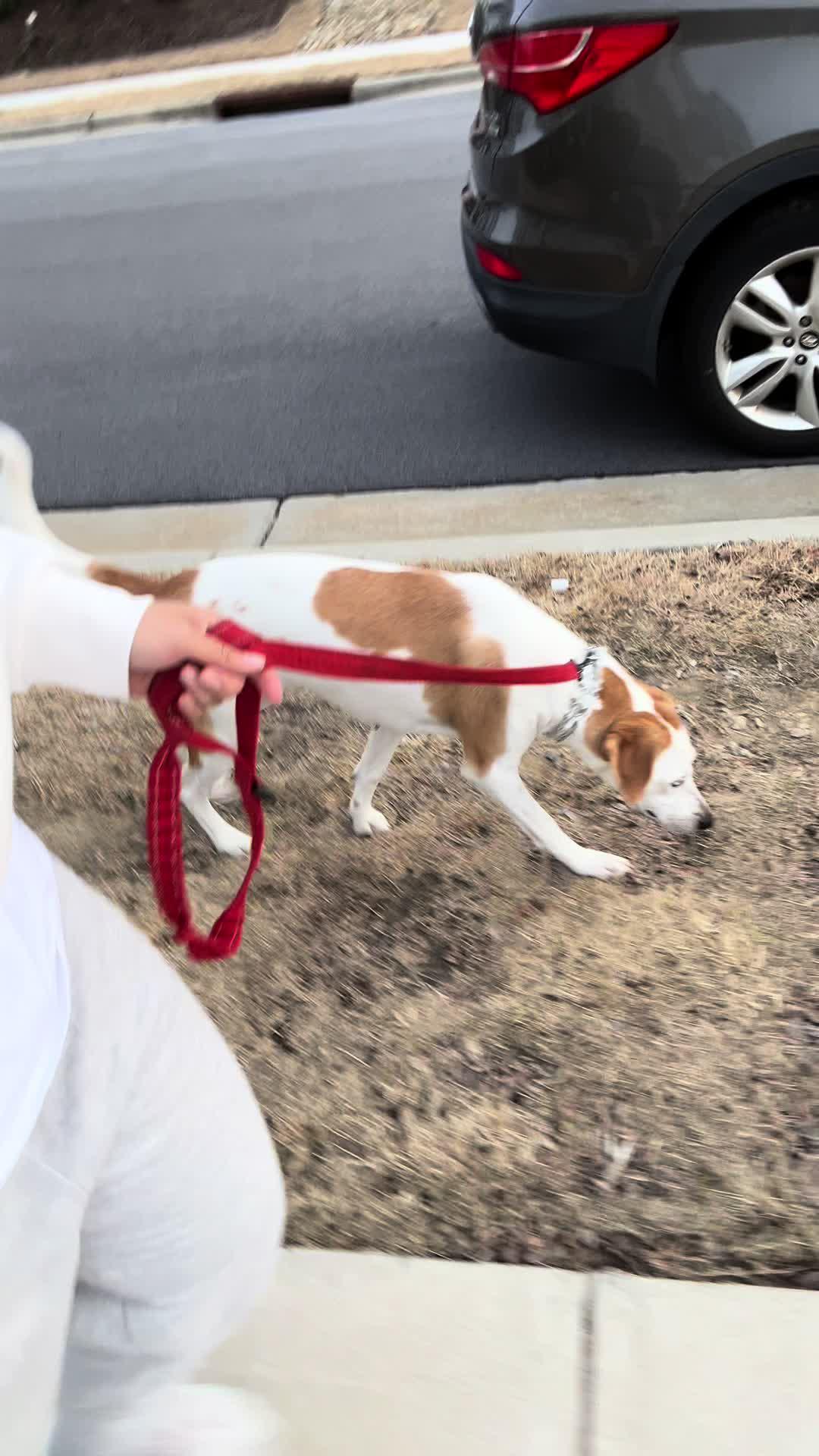 Transform your dog's behavior in days!