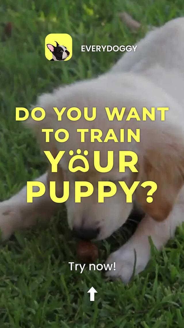 Start training your dog today with the top Dog Training App in the world.