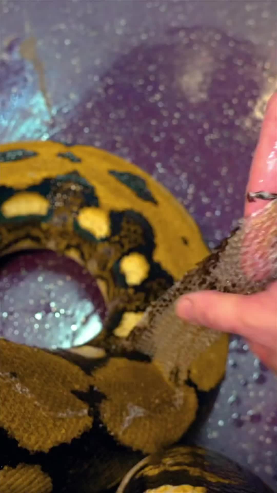 Get this satisfying game for FREE!