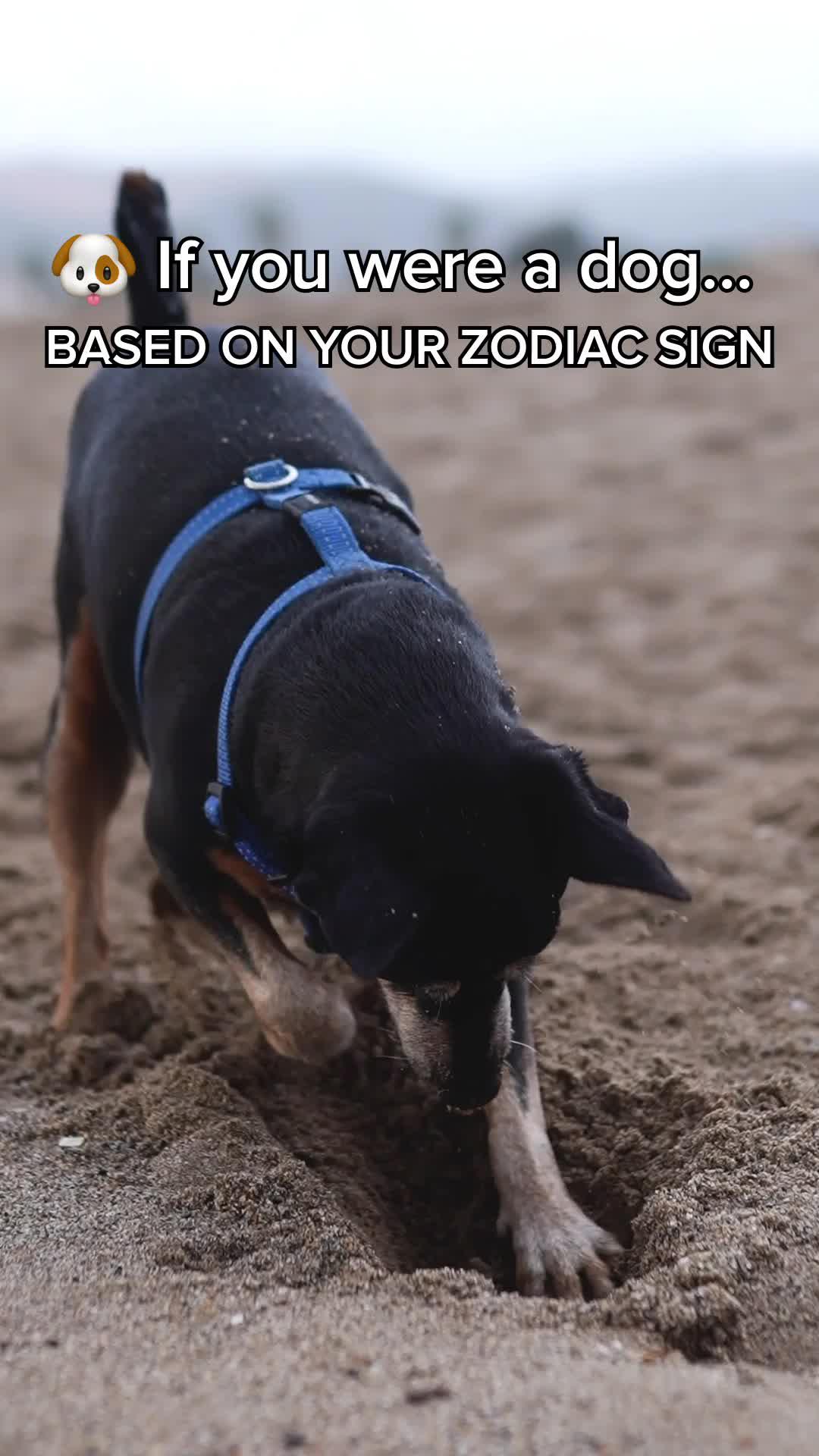 Have some fun discovering more about you thanks to your zodiac sign!