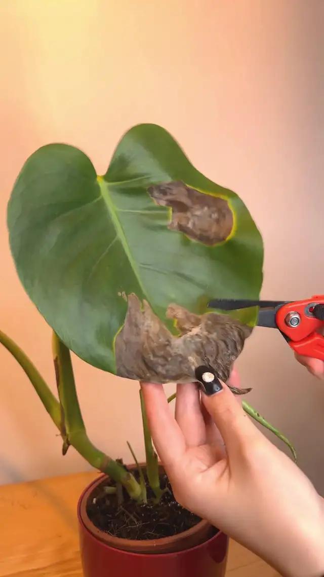 How to be a green thumb? Find out in PlantIn app and stop killing your plants!