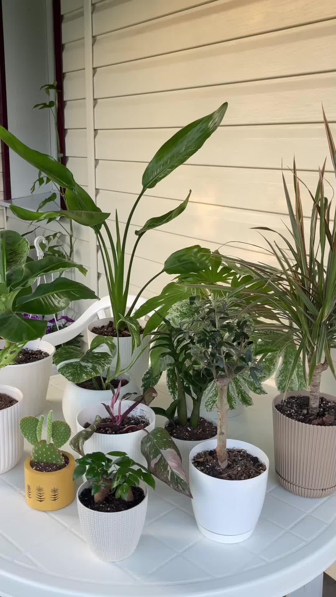 Track your plants' progress. Get personal notifications on plant care