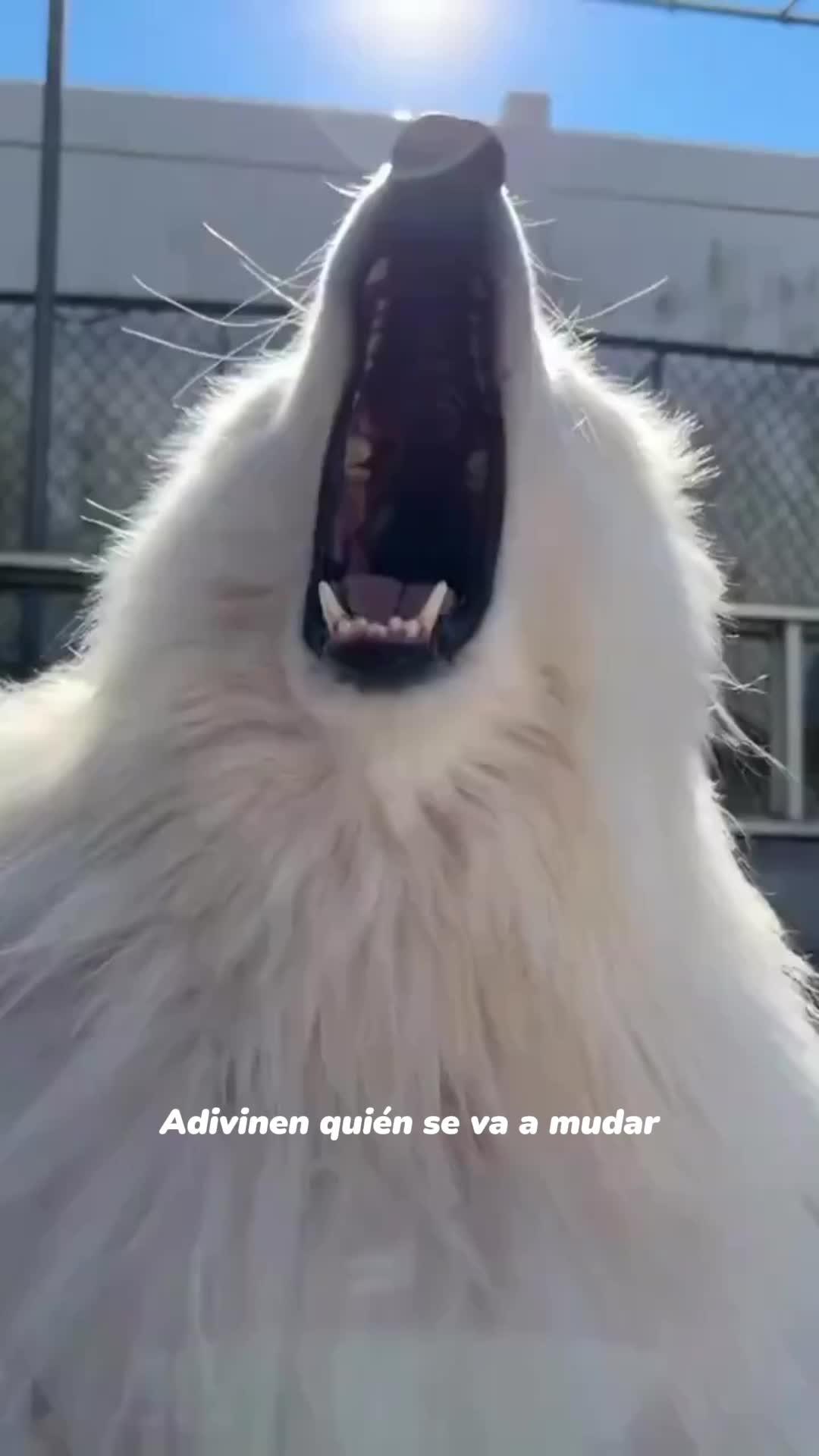 ¡Descubre el refugio perfecto para tu perro con nuestra casa de madera al aire libre! #ParaísoMascota #CasitaPerroExterior #EcoAmigable 🏡 ¡Resistente y elegante, es el refugio acogedor que tu amigo peludo merece! 🐶