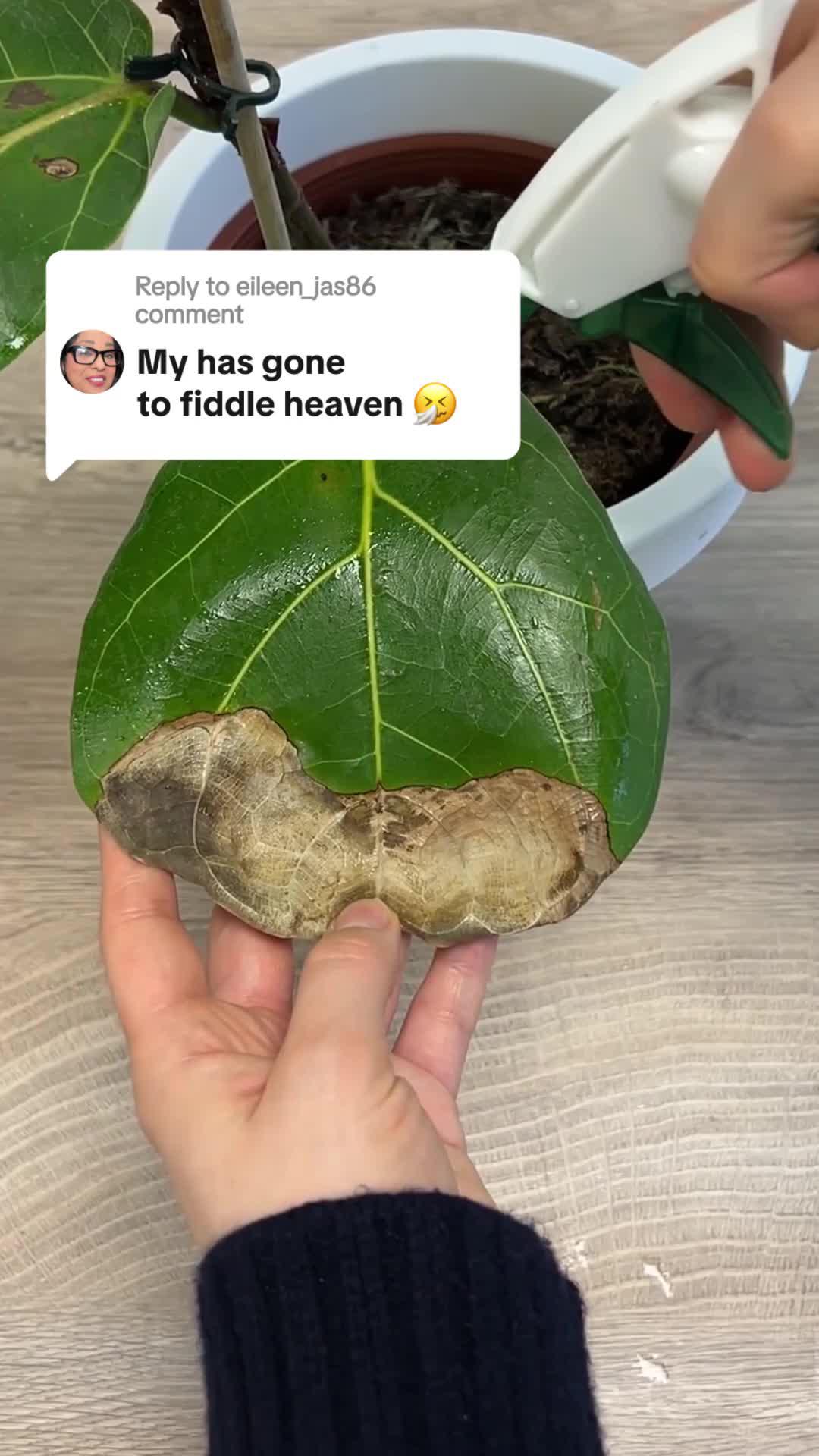 Do you struggle to keep your plants alive?