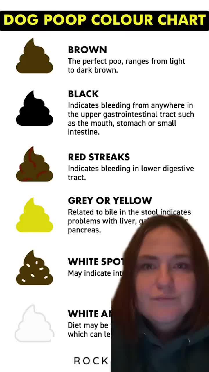 Identifying a pet’s physical condition through its poop