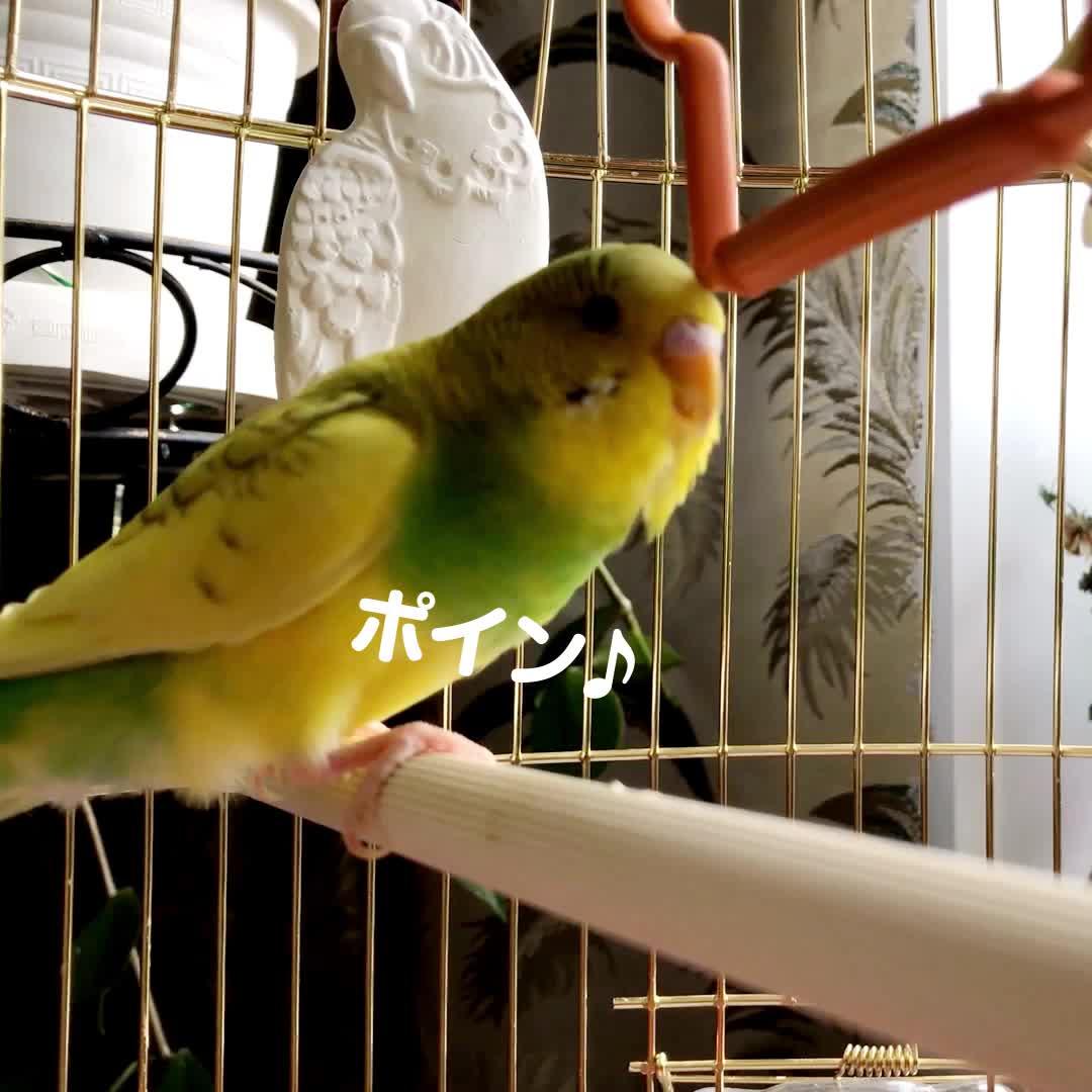毎日たった５秒で楽天ポイントが貯まる！スキマ時間でポイ活を始めよう