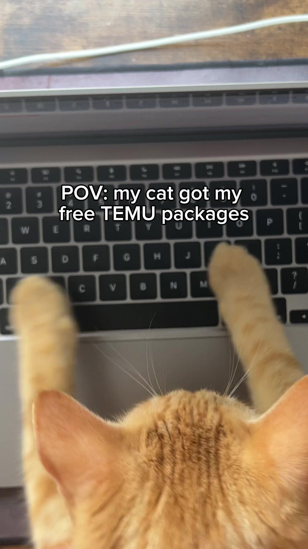 These items are incredible and i cannot thank Temu enough! 🔍code: dpe8485 for #temu $0 items and 🔗 in bi0 (app new users only with qualifying orders) #cats #trendwatch #catsoftiktok #temuvictim #temumethod #temucode #viral #trending