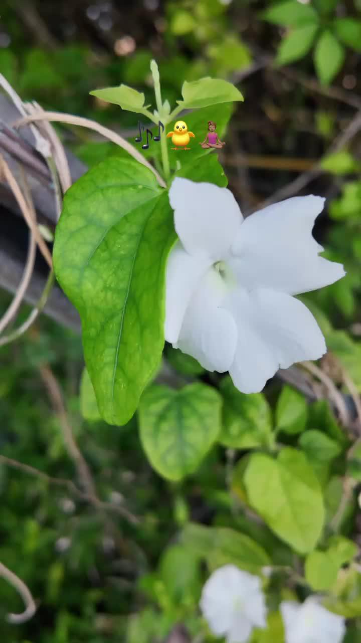 Find your community of nature lovers. Discover birding and protect wildlife