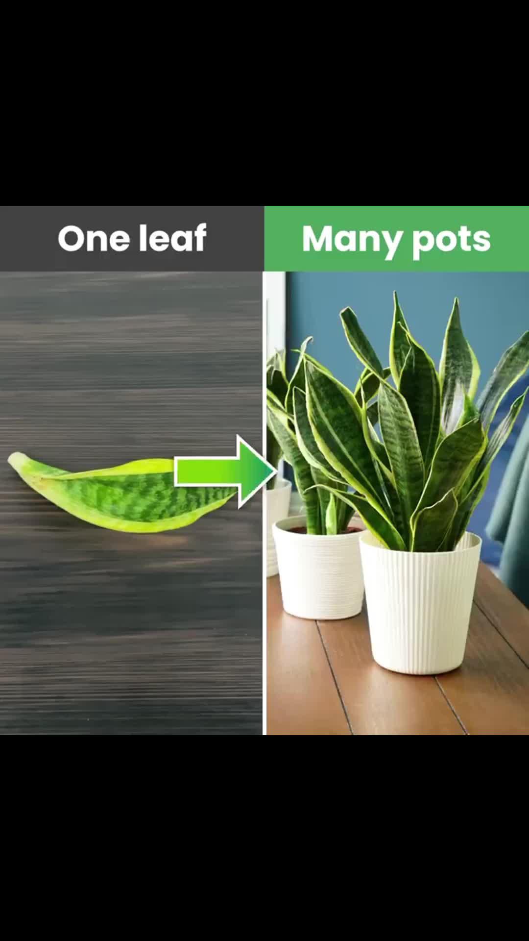 Use PlantIn to learn the names of all the interesting plants you bump into.