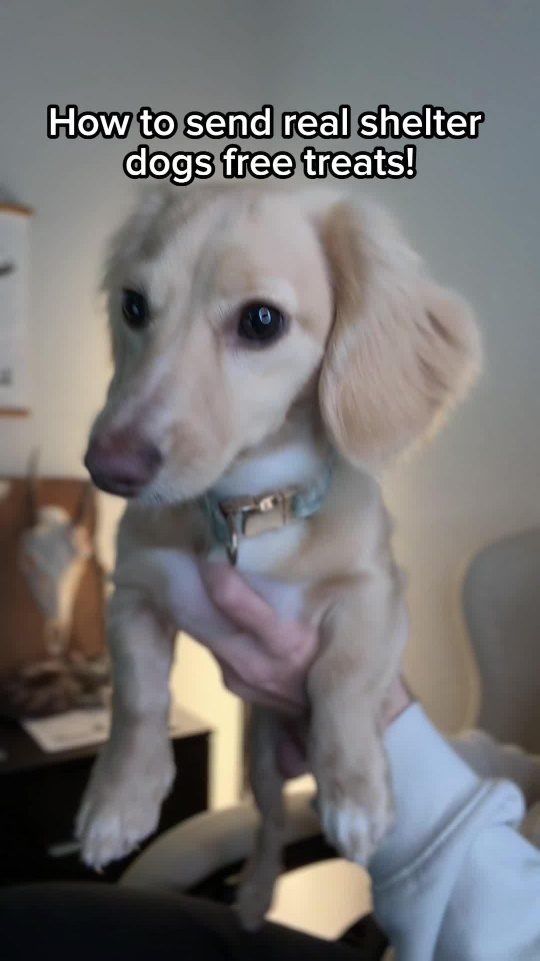 Play & send REAL goodies, and know once your dogs find a home! Treats are free!