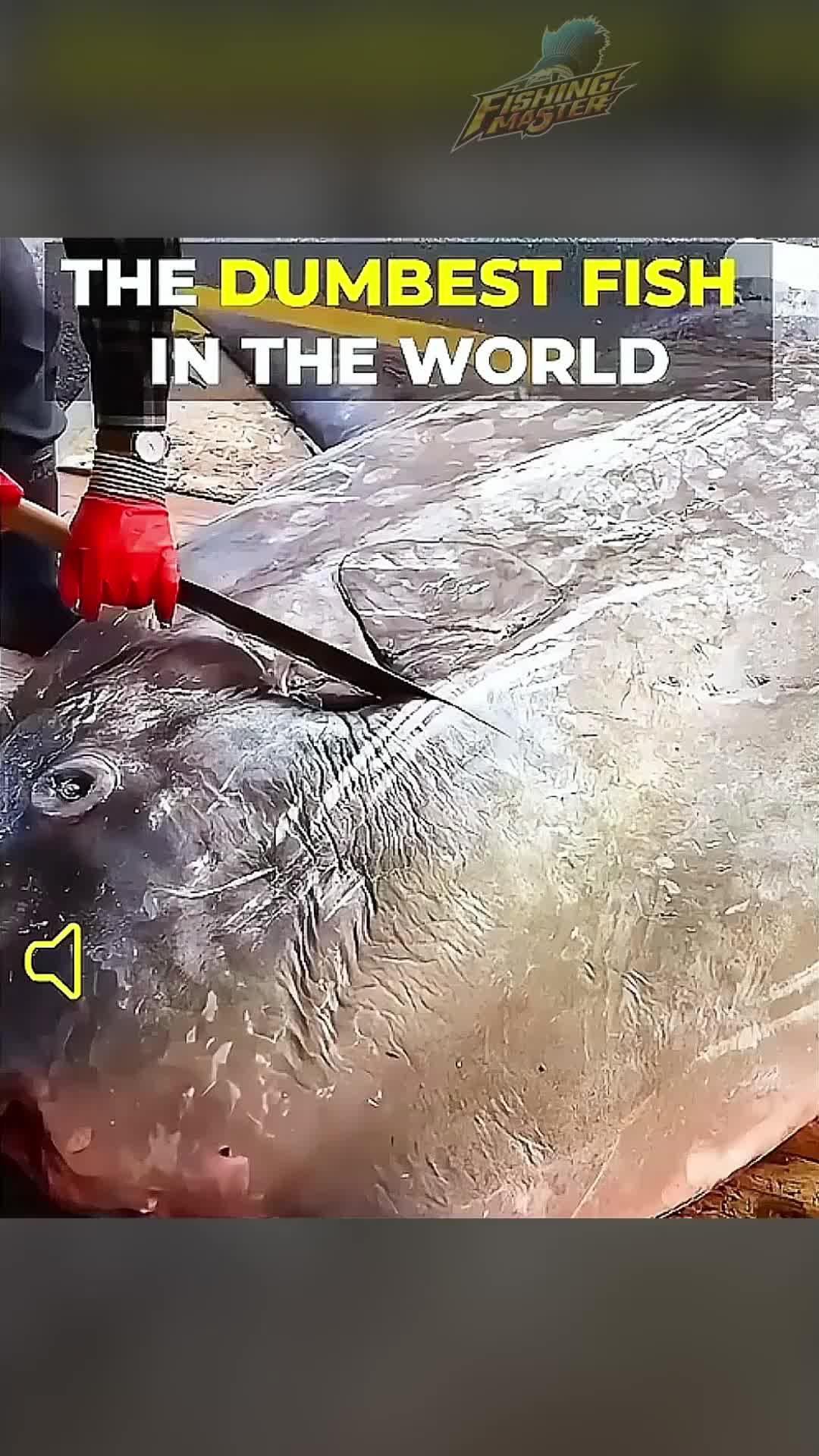 Real fish, real fun. Enjoy stunning 3D fishing environments, download Fishing Master now!