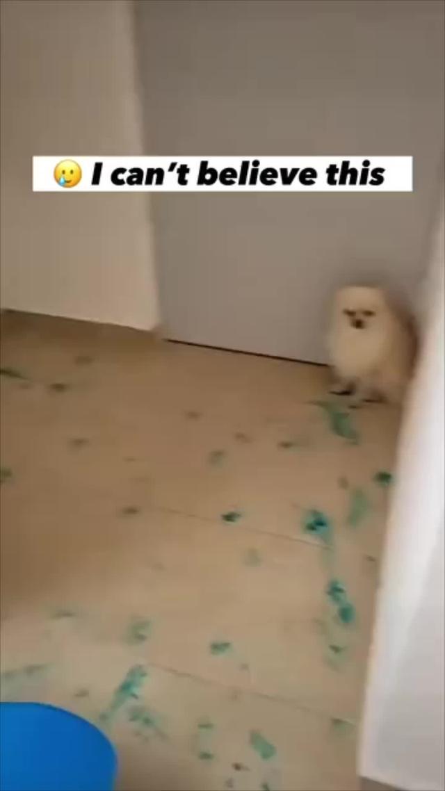 Start training your dog today!