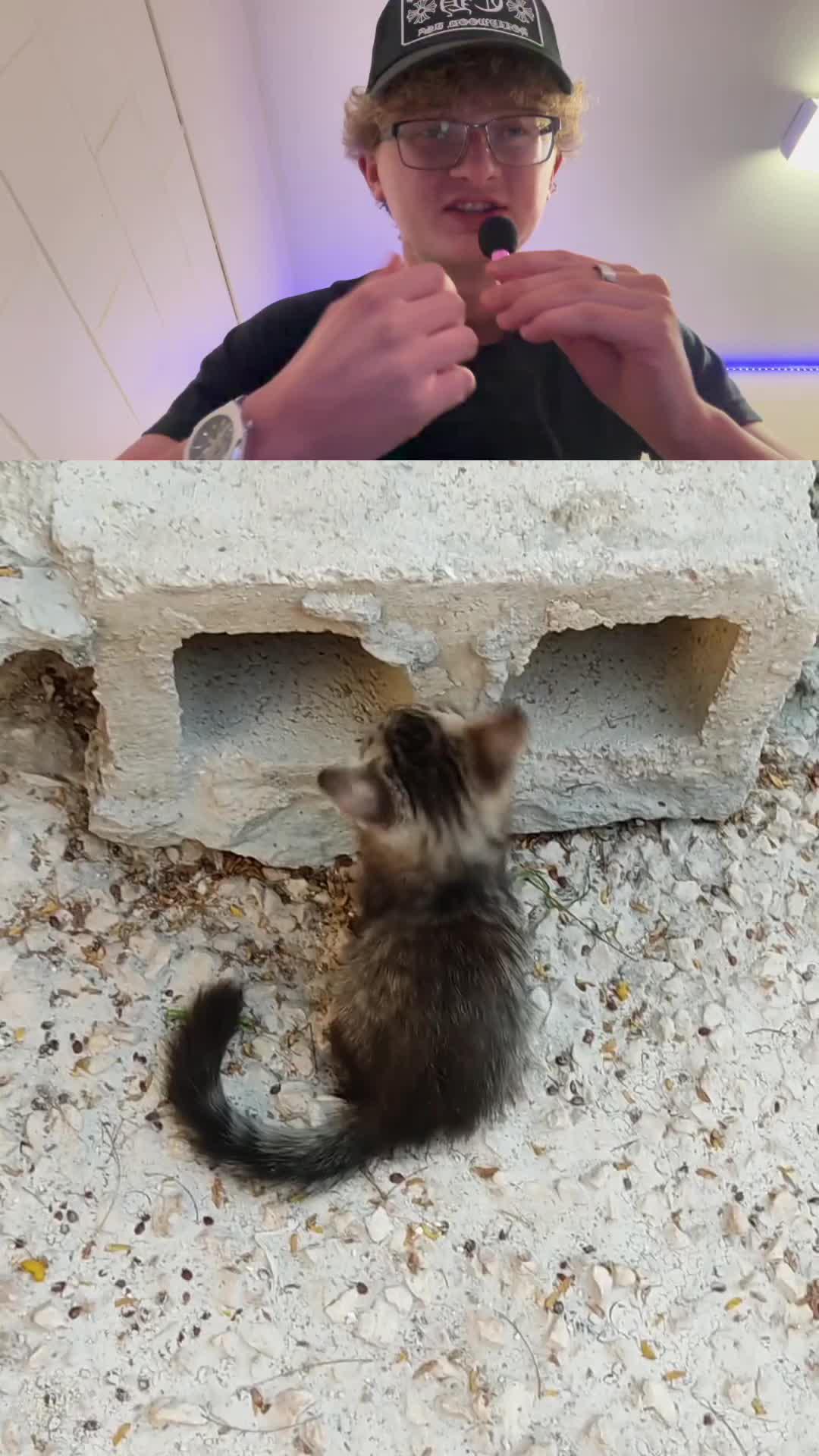 Meow-velous winter, cozy up with cats!