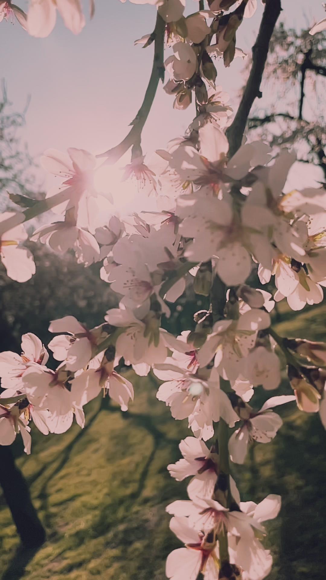 Try this easy video idea next time you’re in the park 🌸 - edited with @Splice #videoedit #aprendeentiktok #learnontiktok #photographer #tutorial