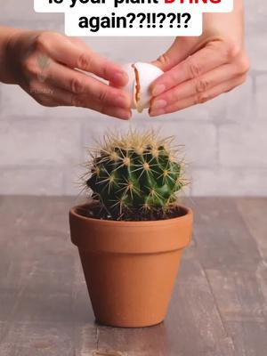 Identify any plant & diagnose plant diseases instantly!