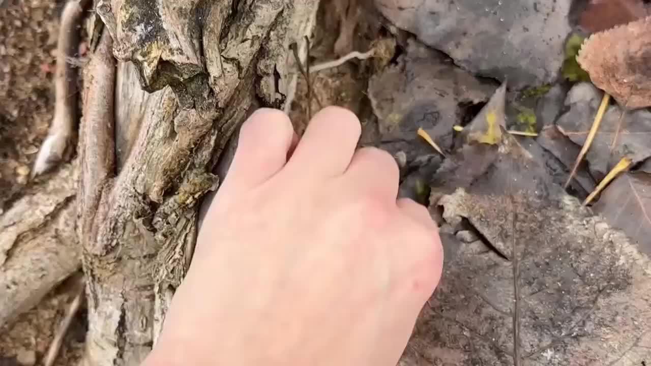 Did you try this before? Come on! Download for FREE!