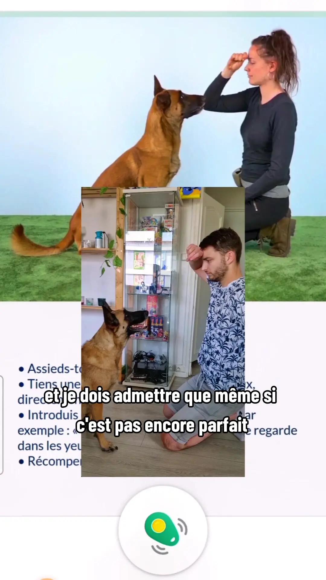 HUNDEO, une Excellente application de dressage pour tout ceux qui voudrait travailler avec leur chien mais ne savent pas comment faire et par où commencer, je vous la conseille c'est très intuitif et surtout tous les ordres de base sont disponibles pour bien commencer! 😁#kiralemalinois #doublageanimaux #voixoff #sketch #humour #malinois #clash #apprentissagecanin #dressagechien @Hundeo Dog Training @Hundeo Hundetraining 