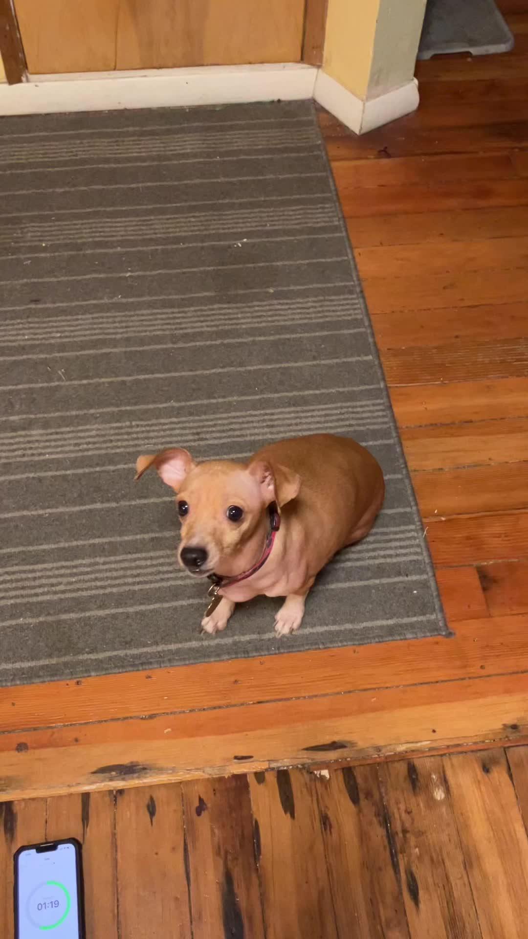 The best dog training app for your furry friend!