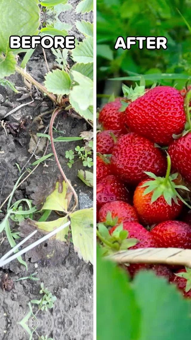 Get Plantyx for FREE!