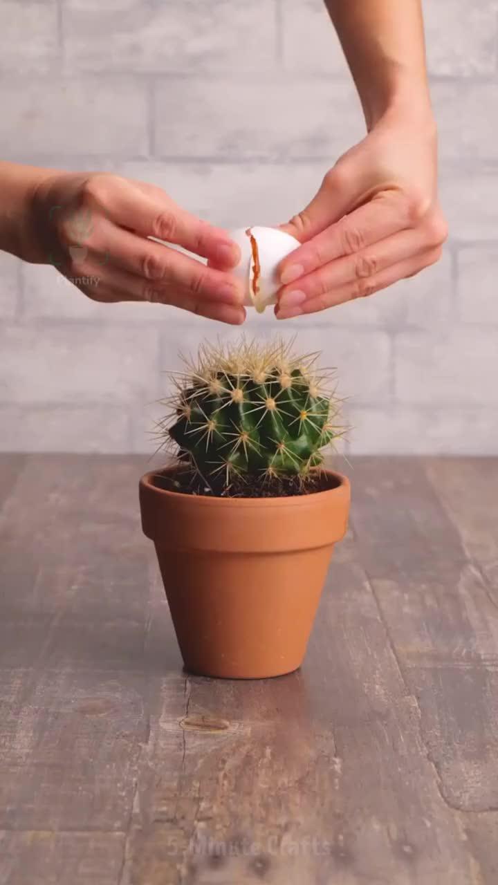 Track your plants' progress. Get personal notifications on plant care