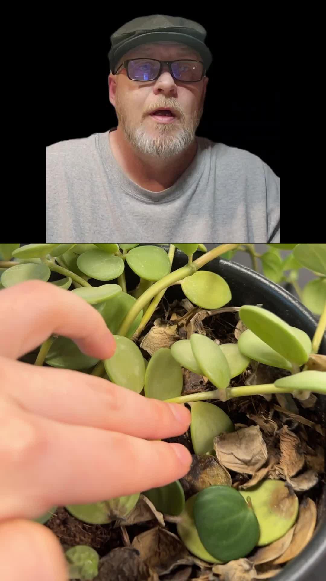 Identify any plant & diagnose plant diseases instantly!