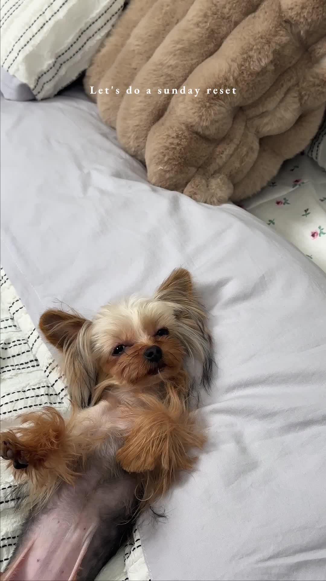 More Temu finds 🖤. Transform your living space into a haven of comfort and style with Temu! 🏠✨ Get ready for @temu deals! The price is affordable and the shipping takes less than 2 weeks ❤ Only for new qpp users with qualifying orders🏃‍🛍 #temusale #temuhaul #temu #temufinds #temudecor #temuhome #interiordesign #homefinds #cocyhome #cheapdecor #homesale