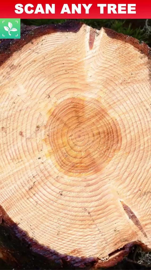 Be A Plant Master After downloading the APP!!!