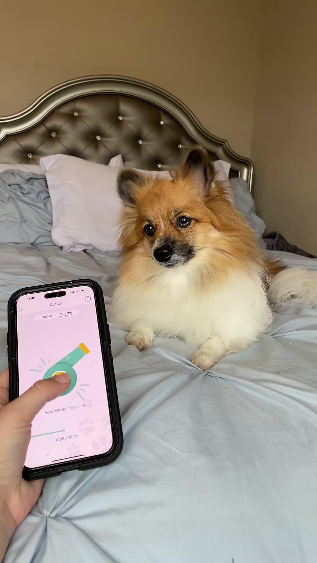 Stella learned a new trick with the hundeo app😱💗Link in B10!! Download it today!! #hundeo #dogtraining #ad #dogs #trainingapp