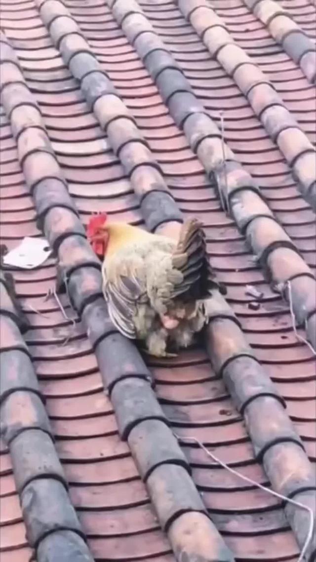 Your ultimate camera roll organizer