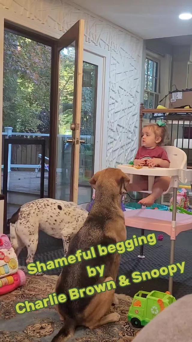 Shameful begging paid off. Chicken Nuggets for everyone. Download Toxipets from appstores to keep your pets safe  https://toxipets.start.page/     #toxipets #dogs #baby #CapCut 