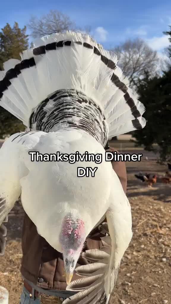 Thanksgiving Turkey DIY #turkey #thanksgiving #farmville3 #DV3 #gamingapp #lol #jk