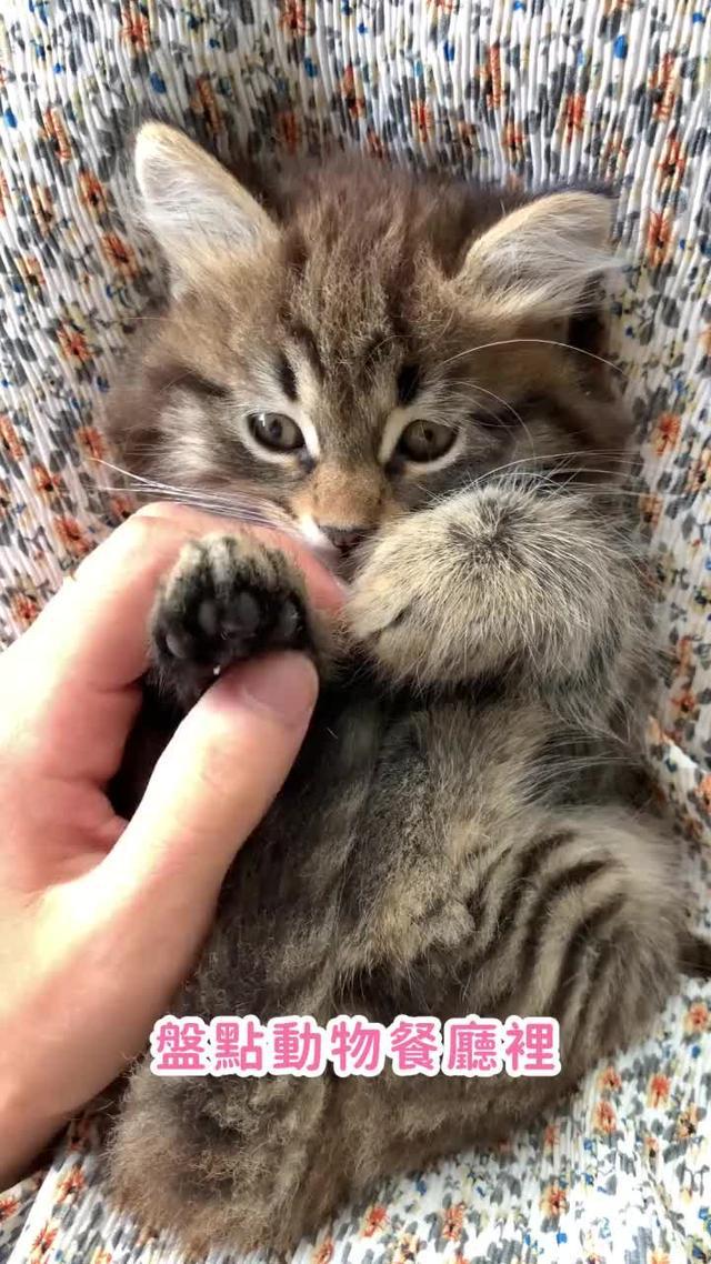 動物餐廳招聘店長啦！現在下載立即領取5萬小魚乾~