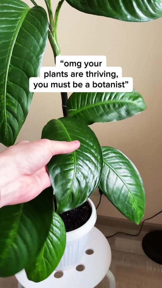 Identify and care with PlantIn - the best app for your plants.