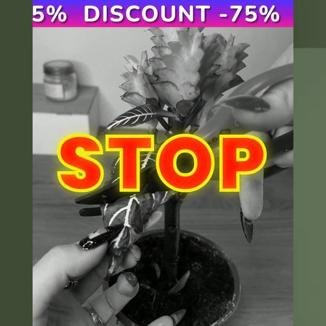 Your plants is our responsibility!