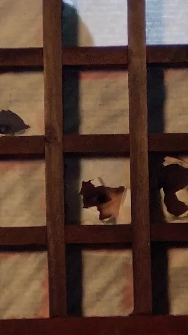 11月手遊精選：新倚天屠龍記丨正統多角色養成武俠新作丨江湖就要玩真的！