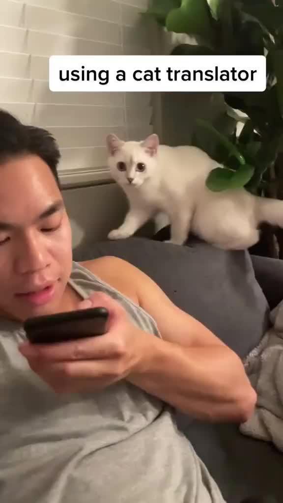 Find out what your cat says