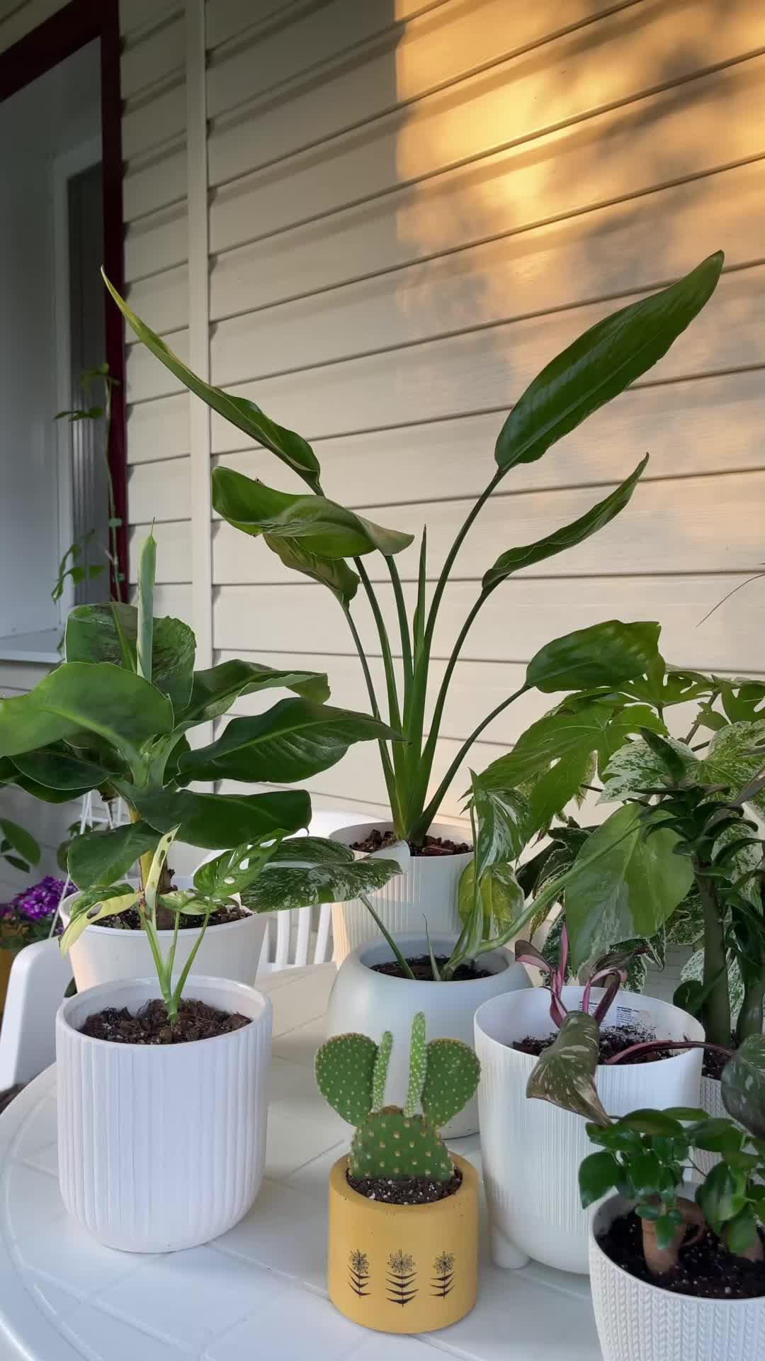 Track your plants' progress. Get personal notifications on plant care