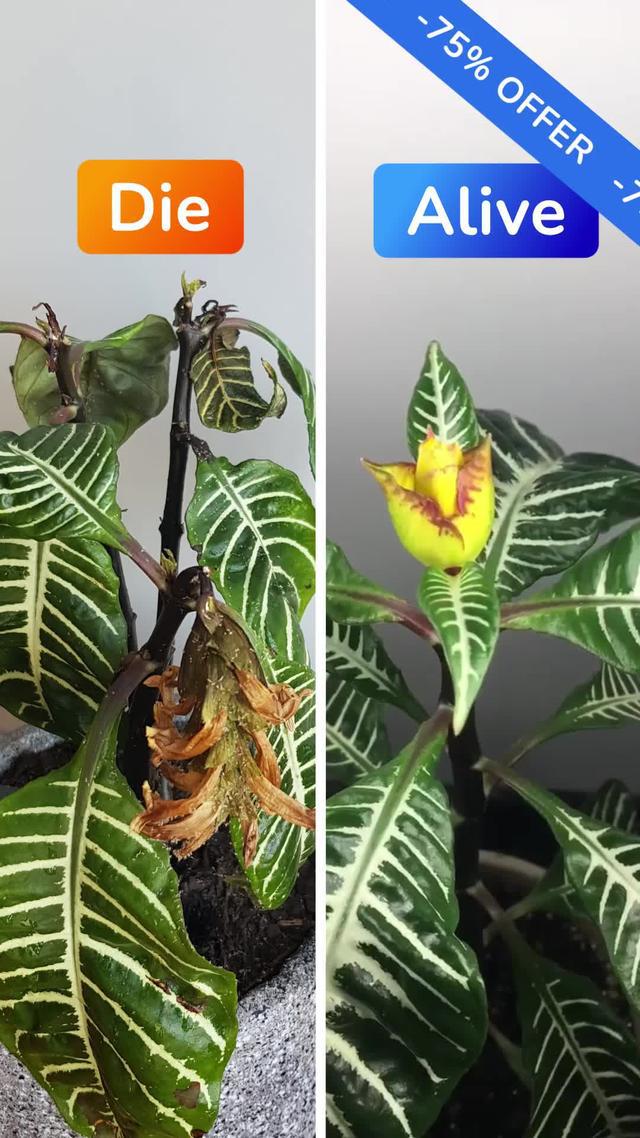 Stop Killing Your Plants!